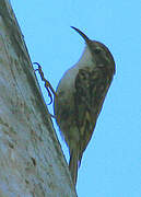 Short-toed Treecreeper