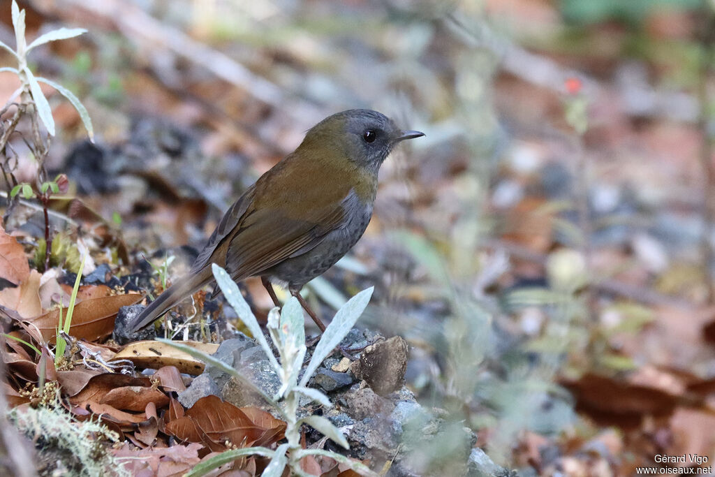 Black-billed Nightingale-Thrushadult