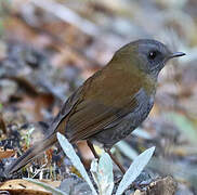 Black-billed Nightingale-Thrush