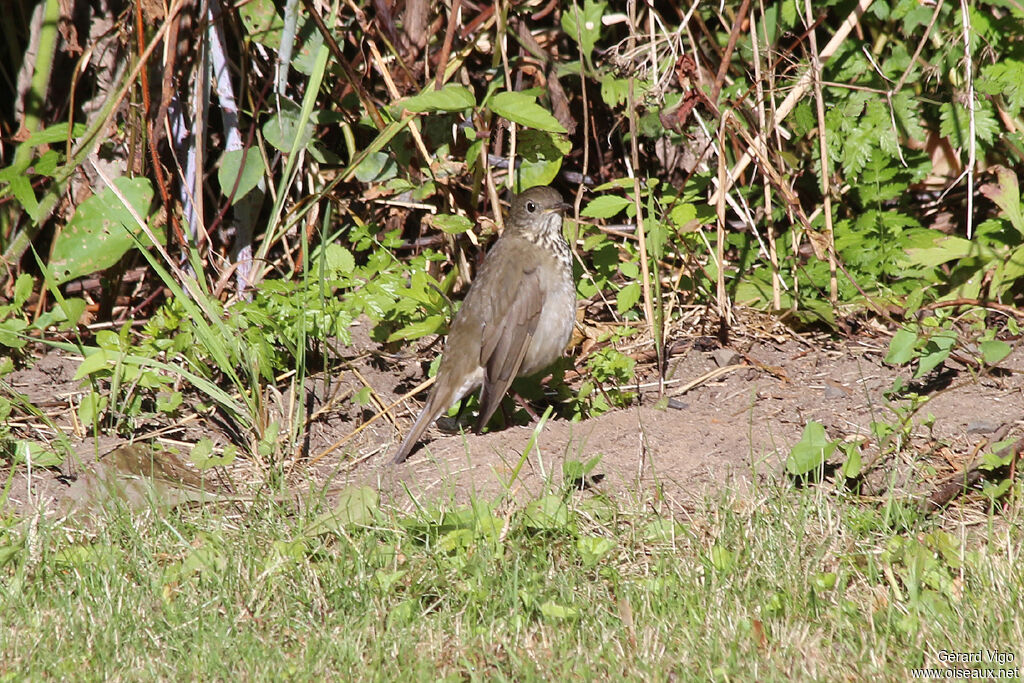 Grey-cheeked Thrushadult