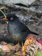 Slaty-backed Nightingale-Thrush