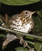 Wood Thrush