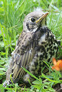 Mistle Thrush