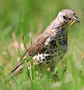 Mistle Thrush