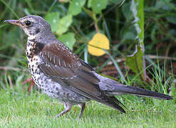 Fieldfare