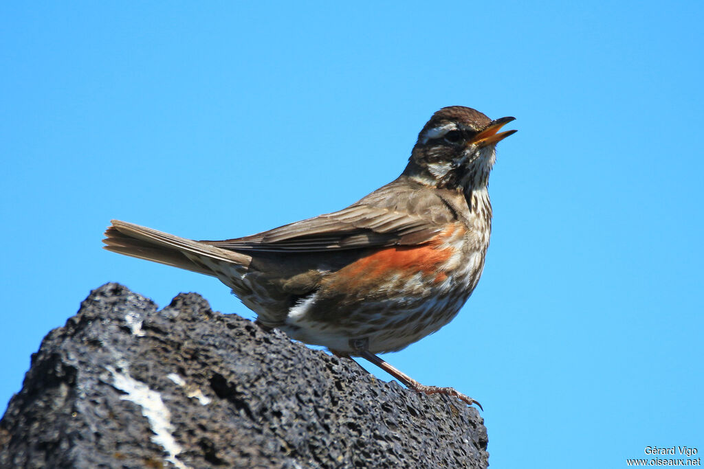 Redwingadult breeding