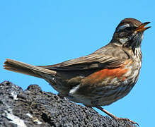 Redwing