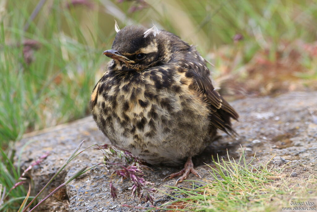 Redwingjuvenile