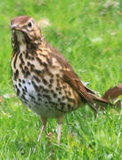 Song Thrush