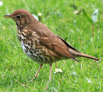 Song Thrush