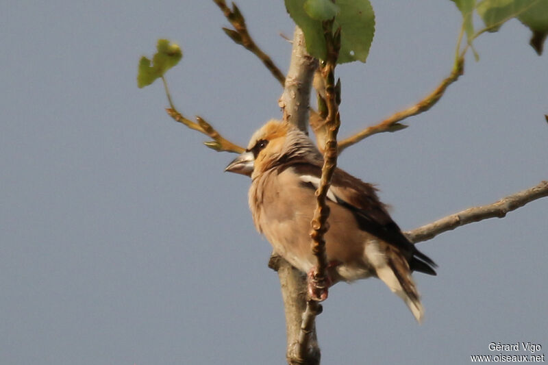 Hawfinch male adult