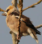 Hawfinch