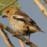 Hawfinch