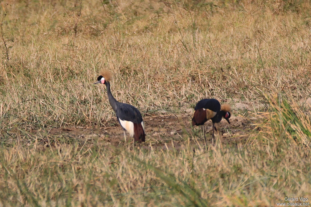 Black Crowned Craneadult