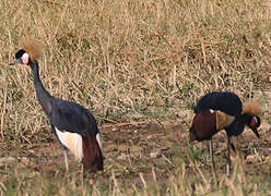 Black Crowned Crane