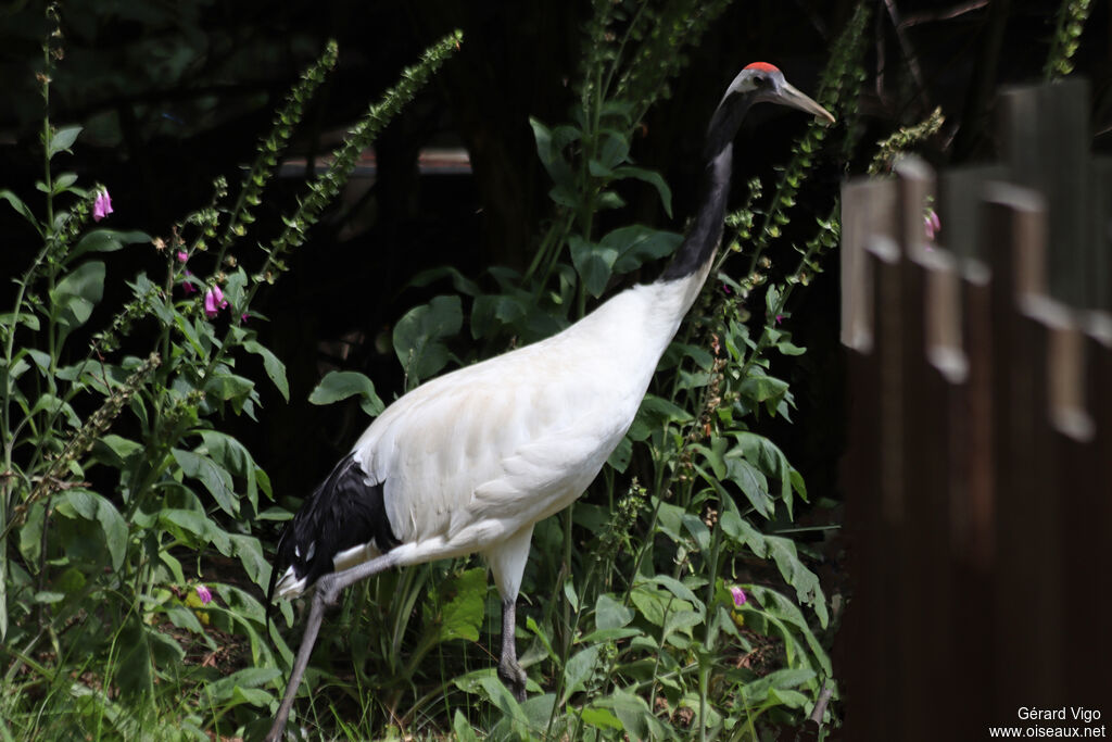 Red-crowned Craneadult