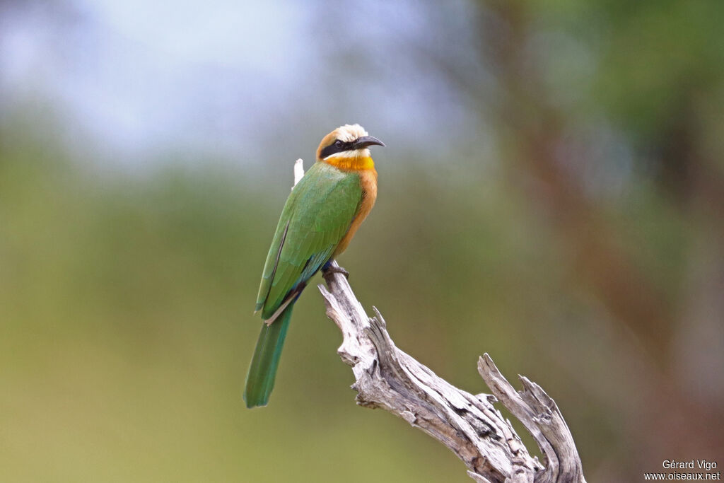 Guêpier à front blanc