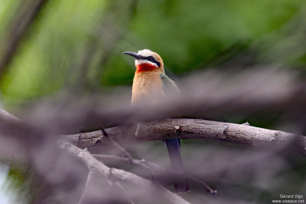 Guêpier à front blanc