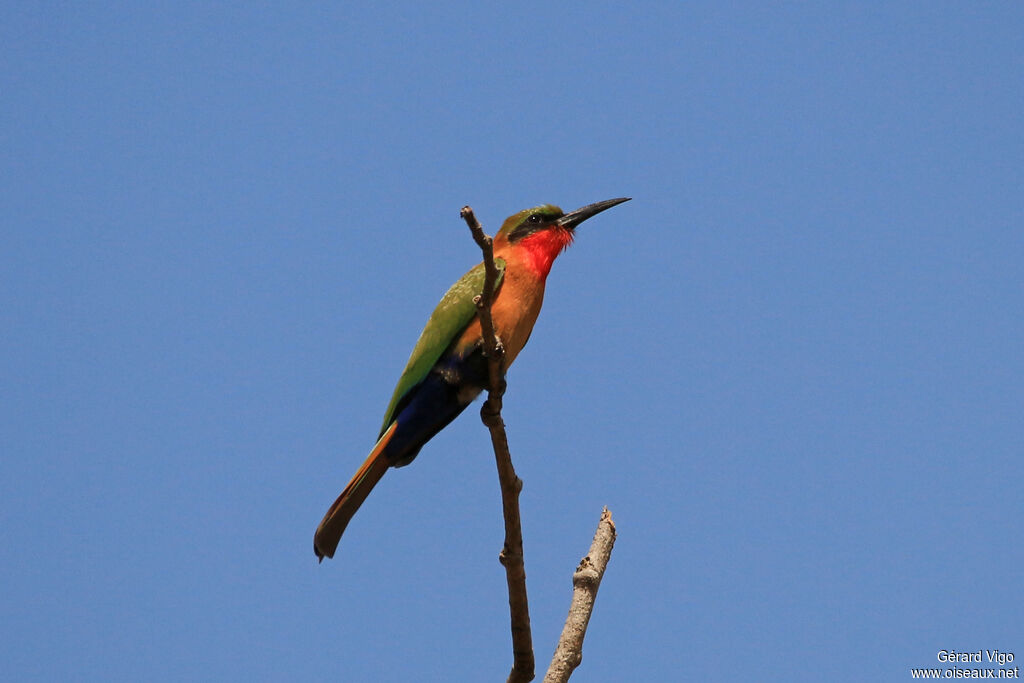 Red-throated Bee-eateradult