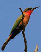 Red-throated Bee-eater