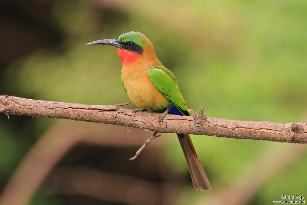 Red-throated Bee-eateradult