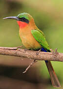 Red-throated Bee-eater