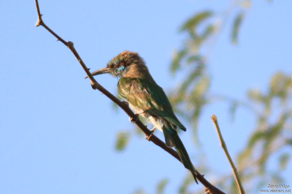 Arabian Green Bee-eaterimmature, moulting