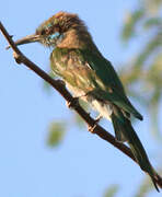 Arabian Green Bee-eater