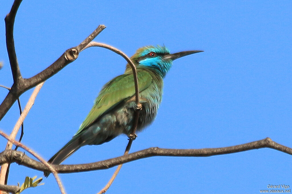 Arabian Green Bee-eateradult