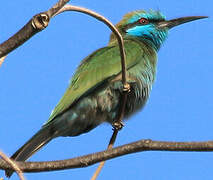 Arabian Green Bee-eater