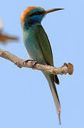 Arabian Green Bee-eater