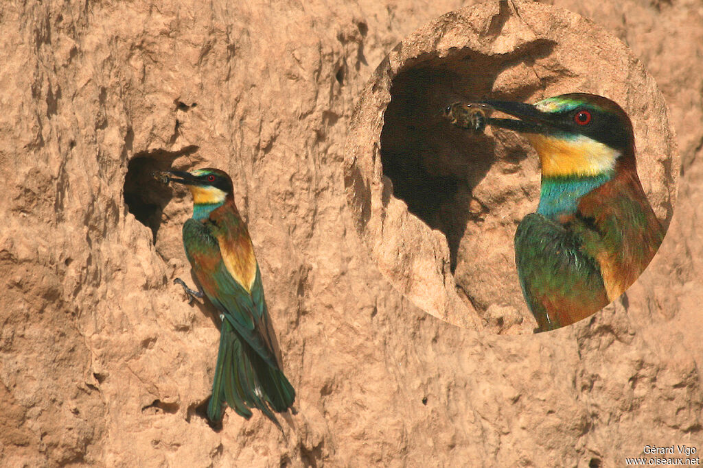 European Bee-eater male adult