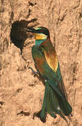 European Bee-eater