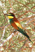 European Bee-eater