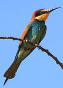 European Bee-eater