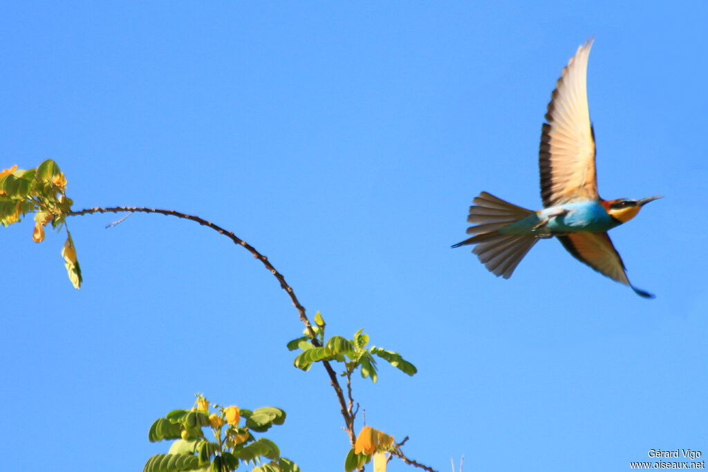 European Bee-eateradult, Flight