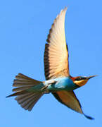 European Bee-eater