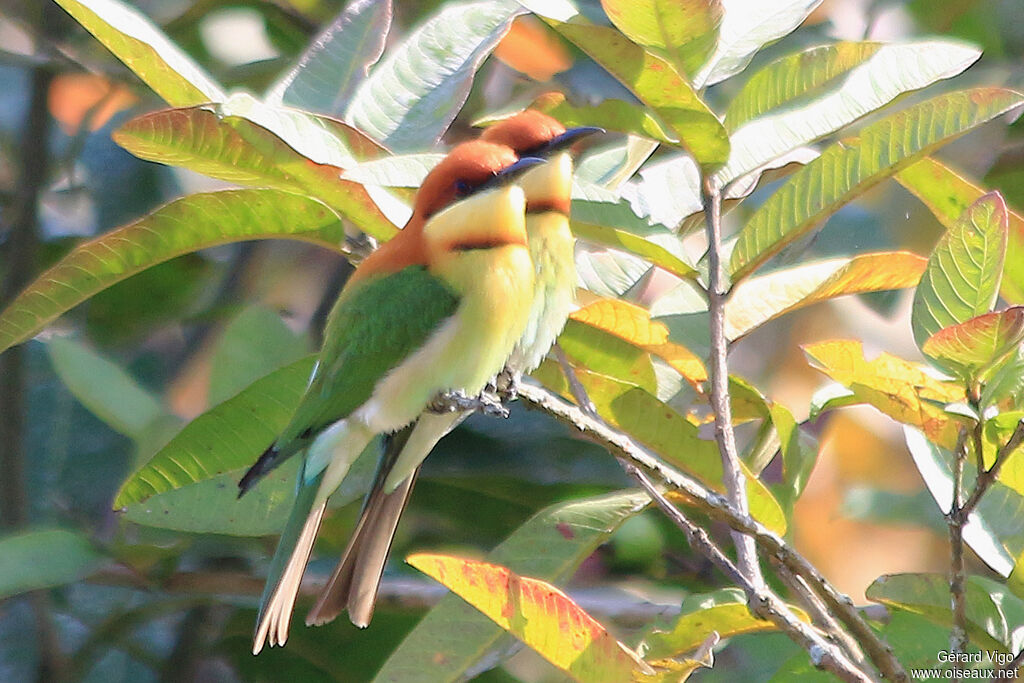 Chestnut-headed Bee-eateradult