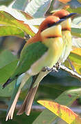 Chestnut-headed Bee-eater