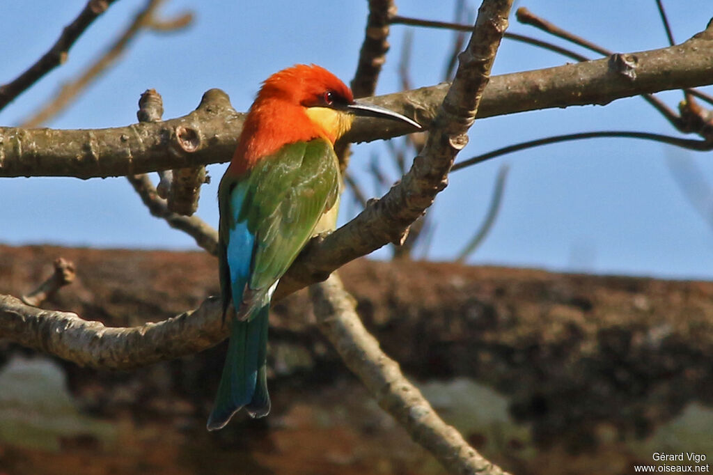 Chestnut-headed Bee-eateradult