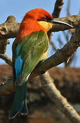 Chestnut-headed Bee-eater