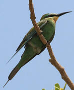 Blue-cheeked Bee-eater