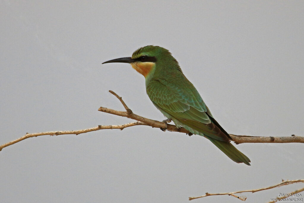 Blue-cheeked Bee-eateradult