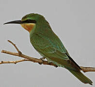 Blue-cheeked Bee-eater