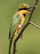 Little Bee-eater