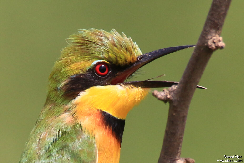 Guêpier nainadulte, portrait