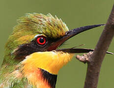 Little Bee-eater