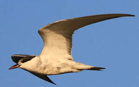 Whiskered Tern