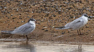 Whiskered Tern