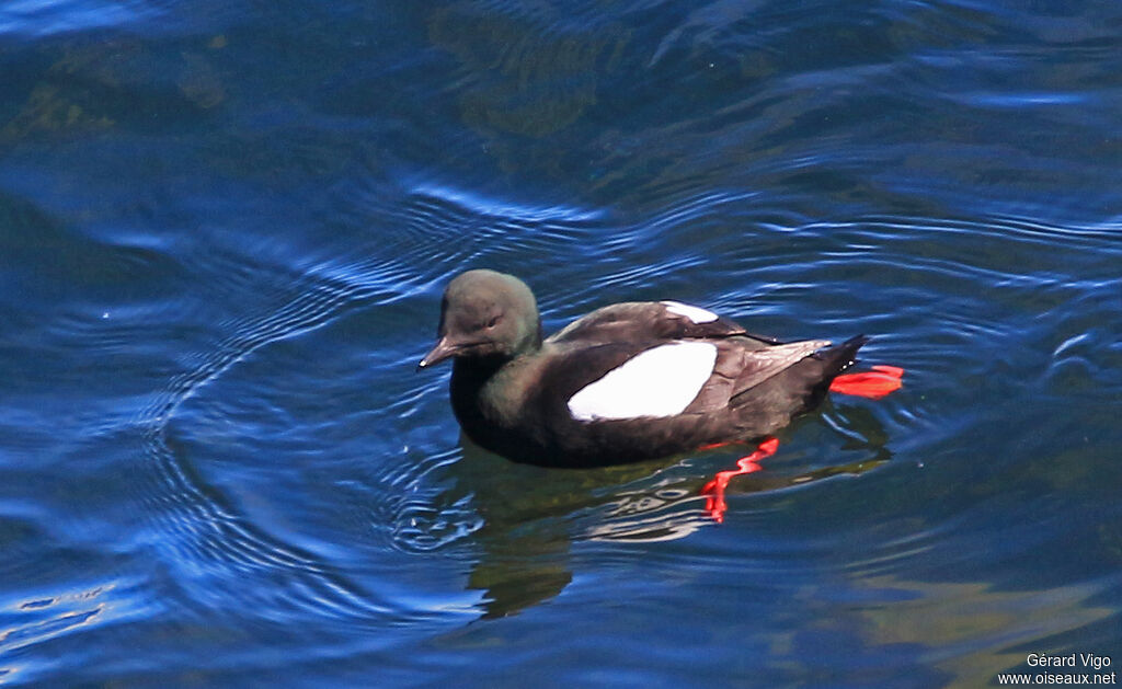 Guillemot à miroiradulte, nage